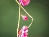 梅花（2）