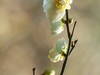 梅花（2）