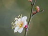 梅花（2）
