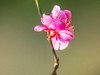梅花（2）