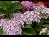 绣球花
