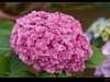 绣球花