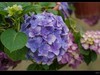 绣球花