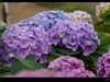 绣球花