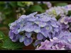 绣球花