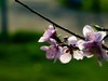 橘子洲拍桃花4