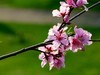 橘子洲拍桃花4