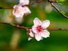 橘子洲拍桃花4