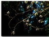 春花