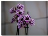 春花
