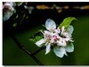 春花