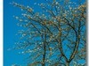 春花