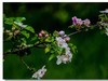 春花