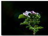 春花