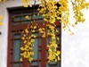 2023年成都武侯祠银杏季节