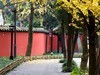 2023年成都武侯祠银杏季节