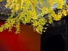 2023年成都武侯祠银杏季节