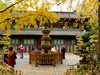 2023年成都武侯祠银杏季节