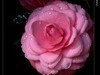 茶花（2）