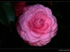 茶花（2）