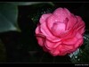 茶花（2）