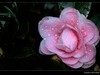 茶花（2）