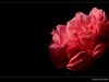 茶花（2）