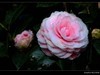 茶花（2）