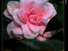 茶花（2）