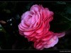 茶花（2）