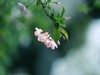 小花......