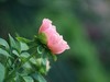 小花......