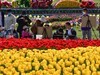 公园的郁金香开了！（一）