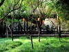 杜甫草堂