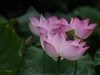 荷花季
