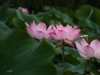 荷花季