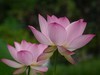 荷花季