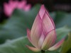 荷花季