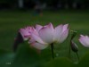荷花季