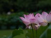 荷花季