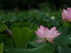 荷花季