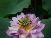 荷花季