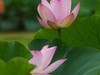 荷花季