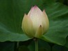 荷花季