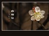 洁白圣洁的白梅花
