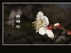 洁白圣洁的白梅花