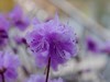 2025之春（十二）－ 杜鹃花（1）