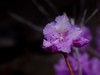 2025之春（十二）－ 杜鹃花（1）