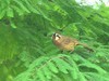 白颊噪鹛