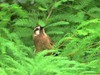 白颊噪鹛